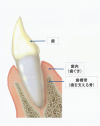 汐留シティセンター歯科 歯周病治療 健康な歯茎の状態
